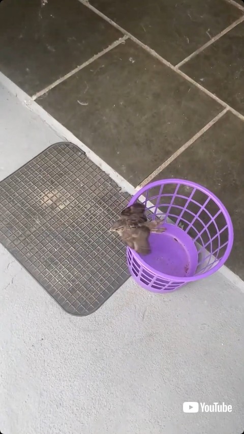 飛び立つ前の鳥