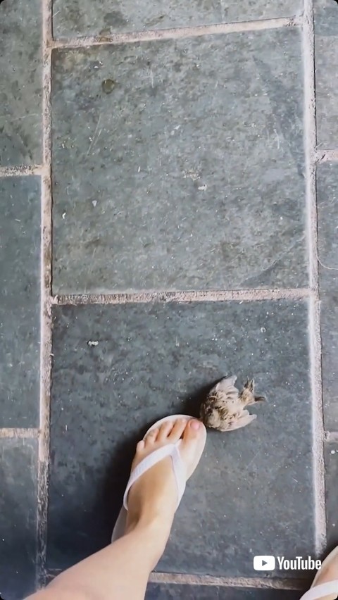 足元へ近付く鳥