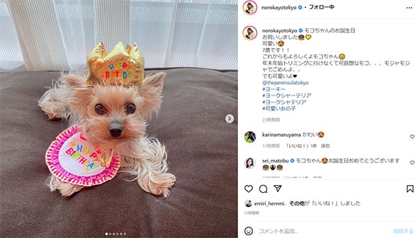 野呂佳代 愛犬 犬 誕生日 ペニンシュラ