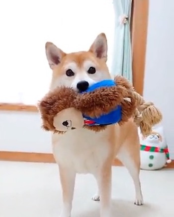 柴犬 チャーミー お風呂 ぬいぐるみ ぽとり 期待