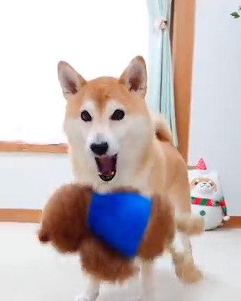 柴犬 チャーミー お風呂 ぬいぐるみ ぽとり 期待