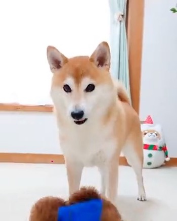 柴犬 チャーミー お風呂 ぬいぐるみ ぽとり 期待