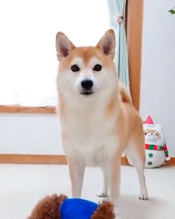 柴犬 チャーミー お風呂 ぬいぐるみ ぽとり 期待