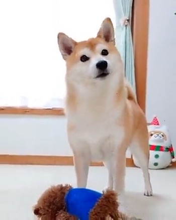 柴犬 チャーミー お風呂 ぬいぐるみ ぽとり 期待