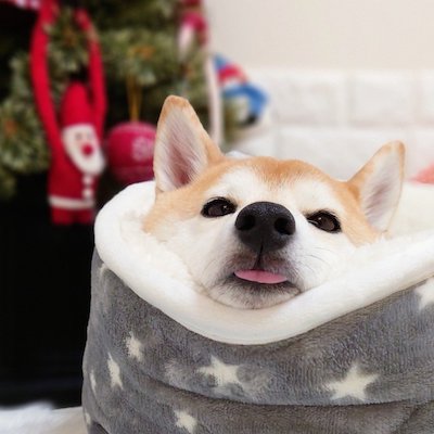 柴犬 チャーミー お風呂 ぬいぐるみ ぽとり 期待