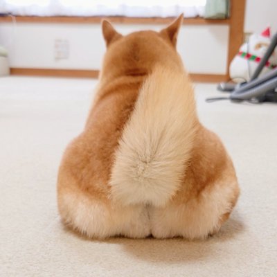 柴犬 チャーミー お風呂 ぬいぐるみ ぽとり 期待