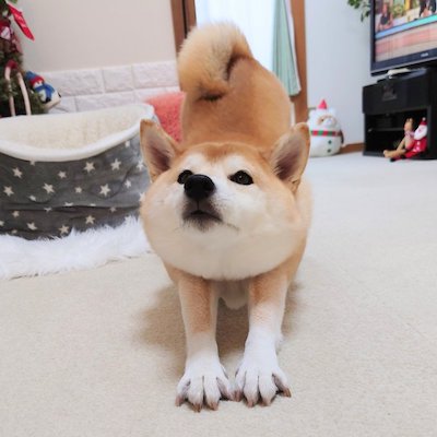 柴犬 チャーミー お風呂 ぬいぐるみ ぽとり 期待