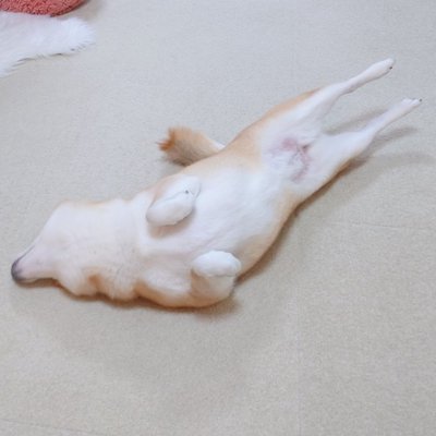 柴犬 チャーミー お風呂 ぬいぐるみ ぽとり 期待