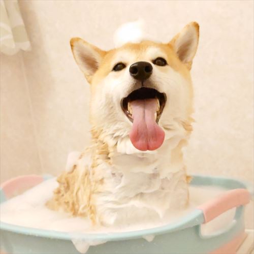 柴犬 チャーミー お風呂 ぬいぐるみ ぽとり 期待