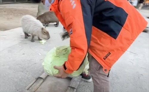巨大 キャベツ カピバラ 長崎 バイオパーク