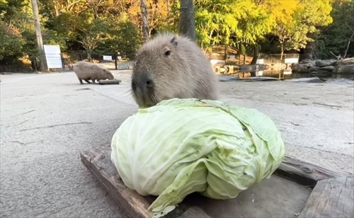 巨大 キャベツ カピバラ 長崎 バイオパーク