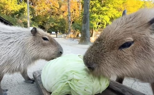 巨大 キャベツ カピバラ 長崎 バイオパーク