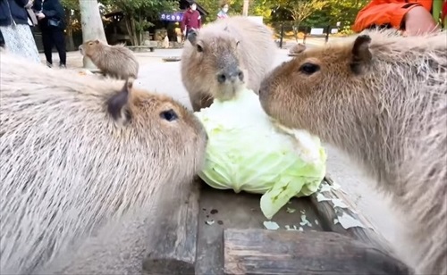 おすすめ