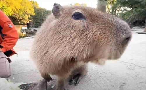 巨大 キャベツ カピバラ 長崎 バイオパーク