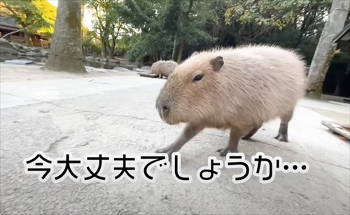 巨大 キャベツ カピバラ 長崎 バイオパーク