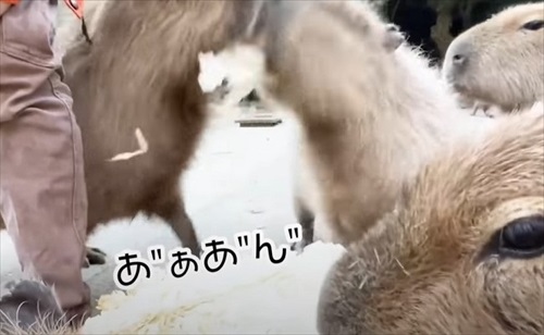 巨大 キャベツ カピバラ 長崎 バイオパーク