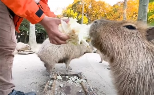 巨大 キャベツ カピバラ 長崎 バイオパーク