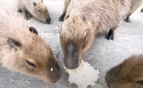 巨大 キャベツ カピバラ 長崎 バイオパーク