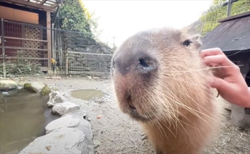 巨大 キャベツ カピバラ 長崎 バイオパーク