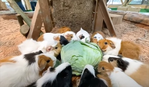 巨大 キャベツ カピバラ 長崎 バイオパーク