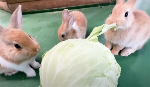 巨大 キャベツ カピバラ 長崎 バイオパーク