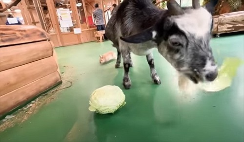巨大 キャベツ カピバラ 長崎 バイオパーク