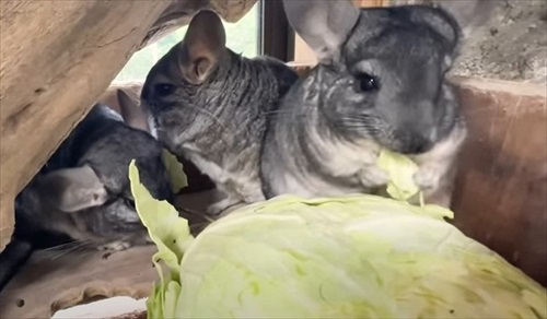 巨大 キャベツ カピバラ 長崎 バイオパーク