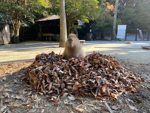 巨大 キャベツ カピバラ 長崎 バイオパーク