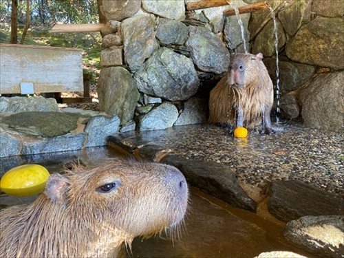巨大 キャベツ カピバラ 長崎 バイオパーク
