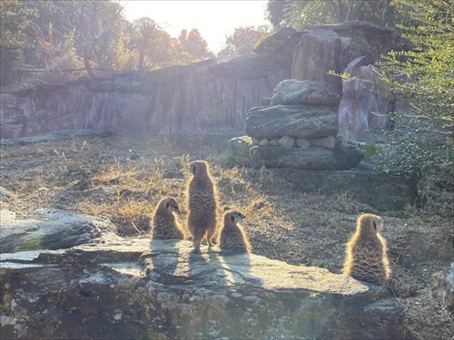 巨大 キャベツ カピバラ 長崎 バイオパーク
