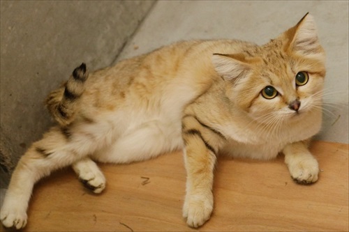 巨大 キャベツ カピバラ 長崎 バイオパーク