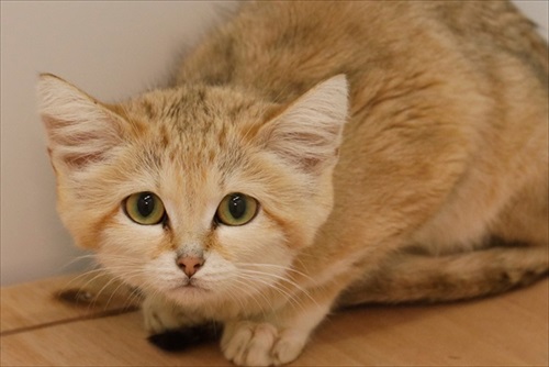 巨大 キャベツ カピバラ 長崎 バイオパーク