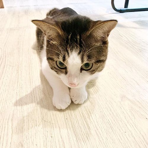 くろも ぽんず 黒猫 動き 止める 寝方 体勢