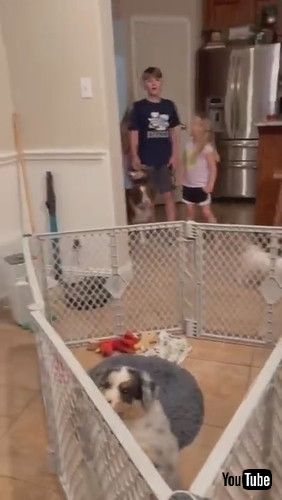 「Child Overcome with Emotion at Seeing Family's New Puppy || ViralHog」