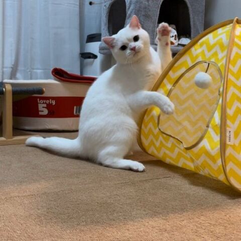 しらたま スコ立ち 立派 ビフォアフ