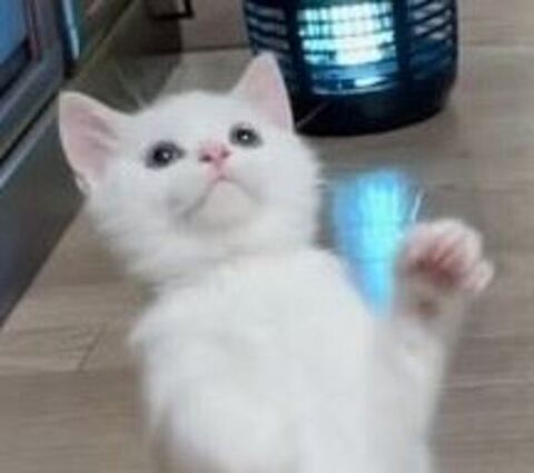 しらたま スコ立ち 立派 ビフォアフ