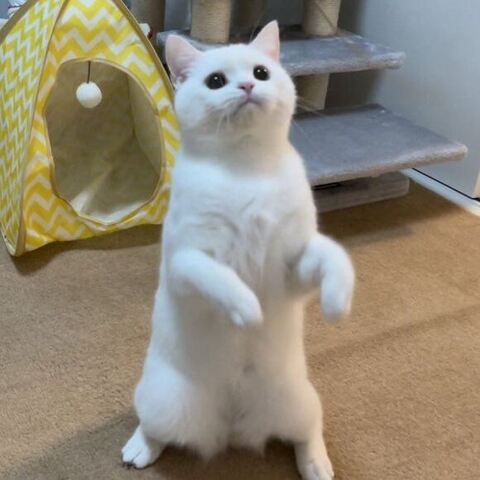 しらたま スコ立ち 立派 ビフォアフ