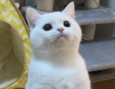 しらたま スコ立ち 立派 ビフォアフ