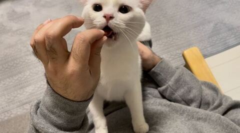 しらたま スコ立ち 立派 ビフォアフ