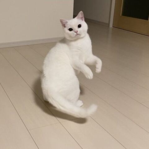 しらたま スコ立ち 立派 ビフォアフ