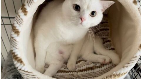 しらたま スコ立ち 立派 ビフォアフ