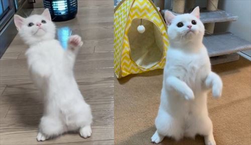 おすすめ