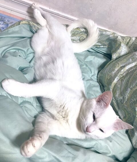 障子 白猫 えこねこ Econeco 保護猫 猫のイタズラ かわいい DIY