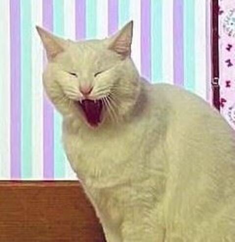 障子 白猫 えこねこ Econeco 保護猫 猫のイタズラ かわいい DIY