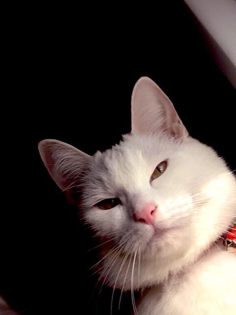 障子 白猫 えこねこ Econeco 保護猫 猫のイタズラ かわいい DIY