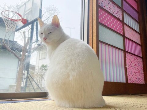 障子 白猫 えこねこ Econeco 保護猫 猫のイタズラ かわいい DIY