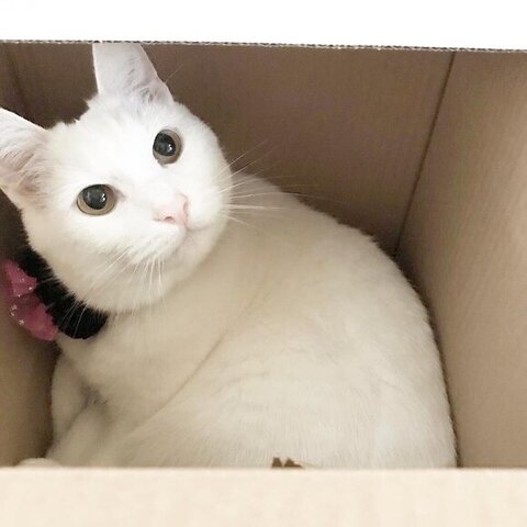 障子 白猫 えこねこ Econeco 保護猫 猫のイタズラ かわいい DIY