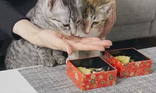 ととまる はんみ おせち