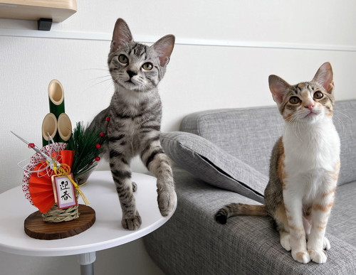 ととまる はんみ おせち