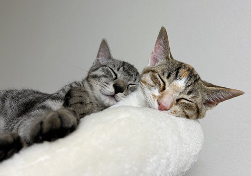 ととまる はんみ おせち